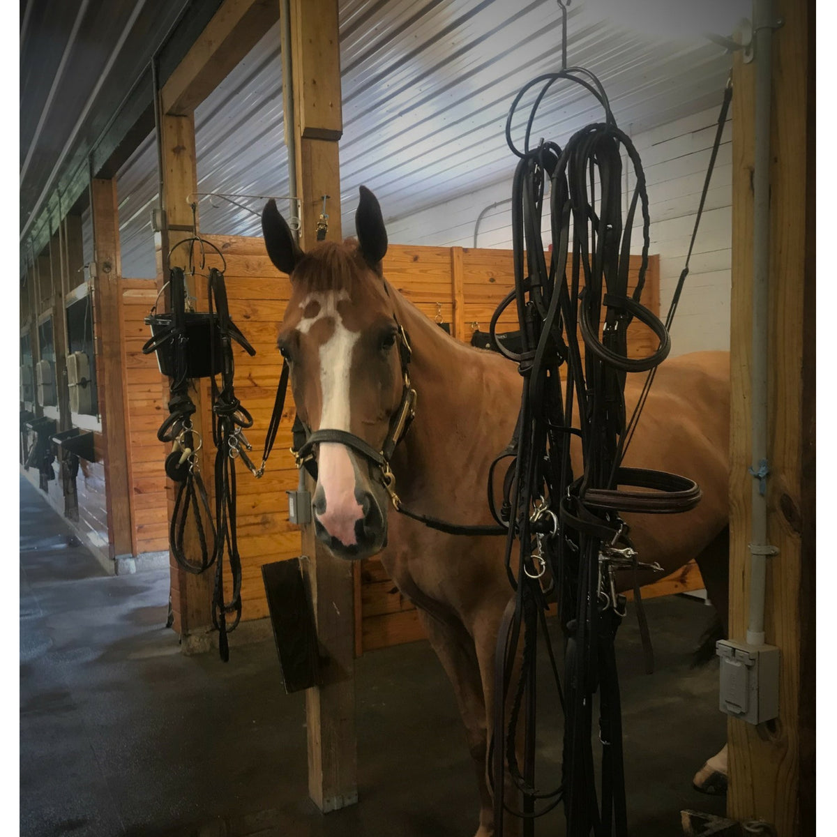 MULTI PURPOSE UTILITY HOOK* BRIDLE HOOK , GARAGE ORGANIZATION, PLANT HOOK,